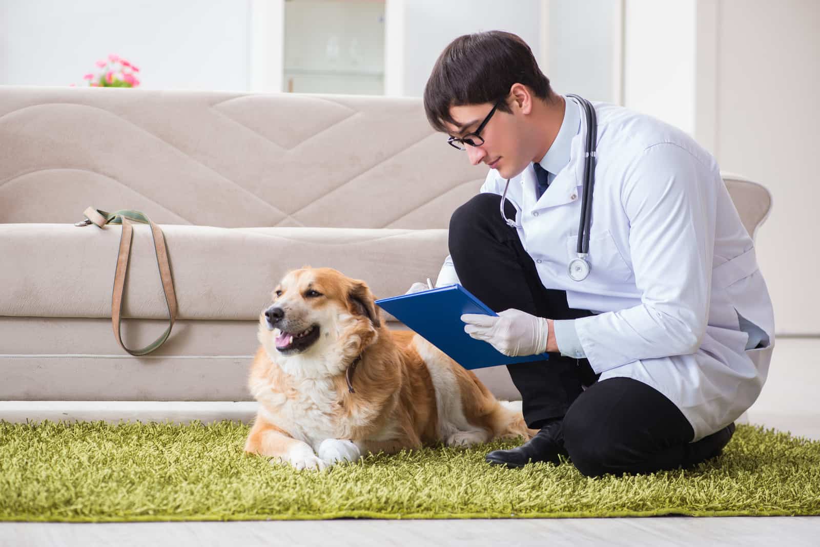 the vet examines the dog as he lies on the floor