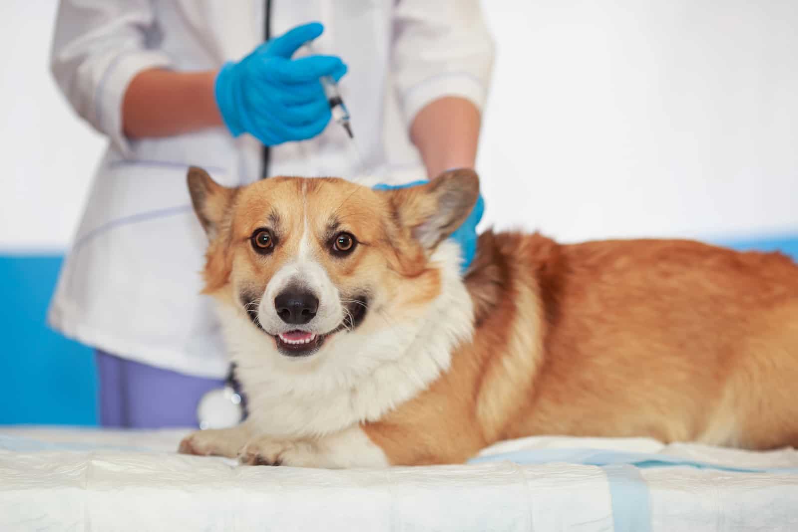 the vet vaccinates the red corgi