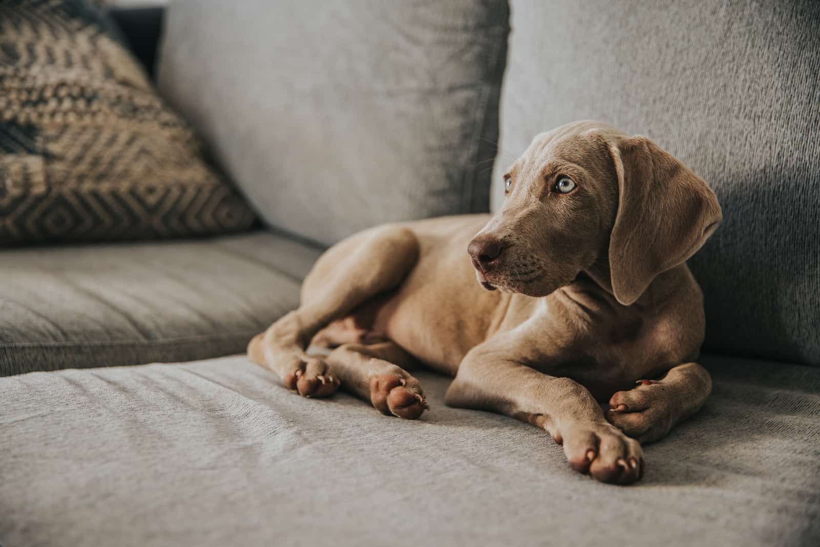 The Weimaraner is lying on the couch