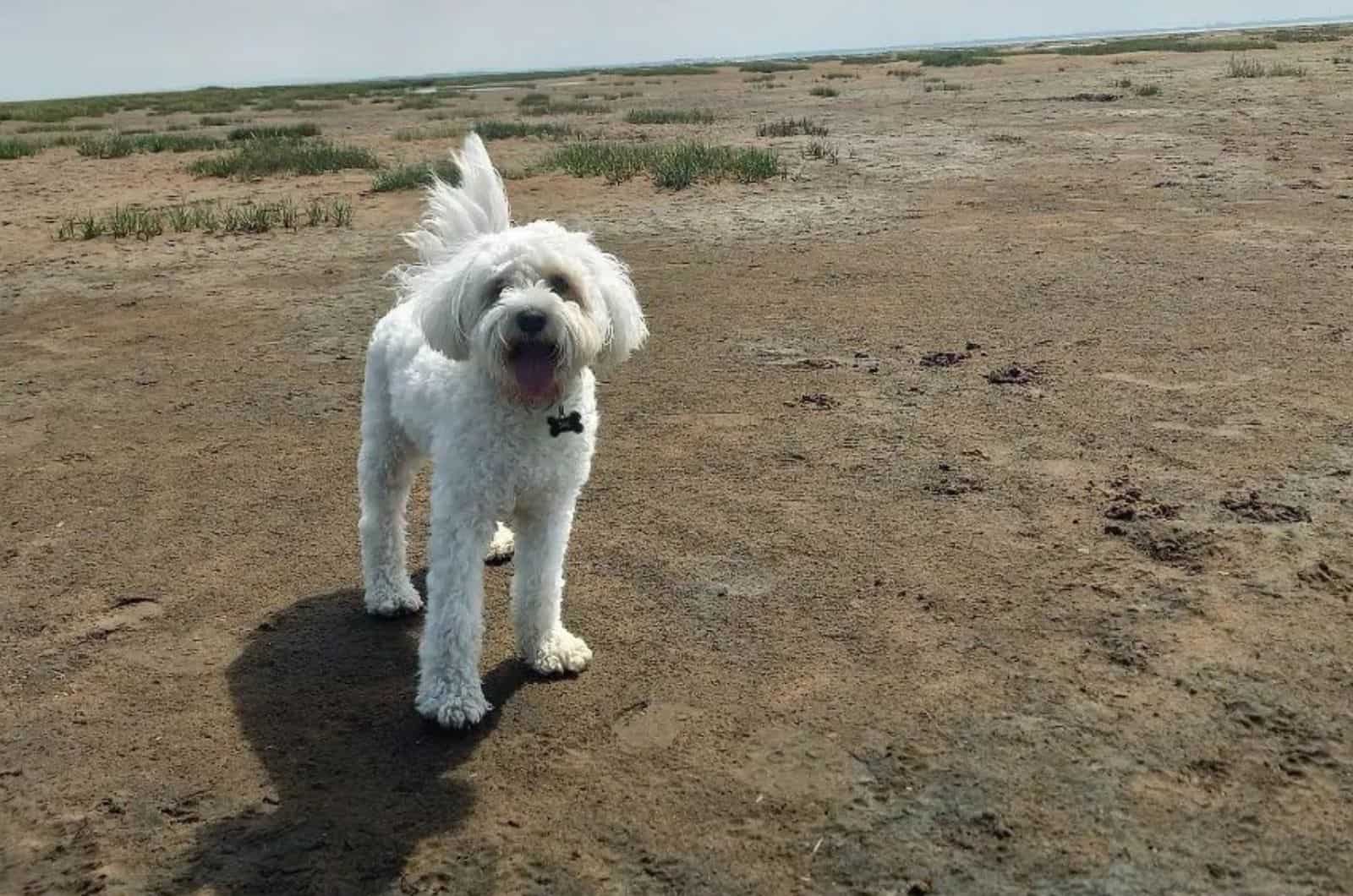 The White Cavapoochon And Other Colors Of This Wonderful Breed