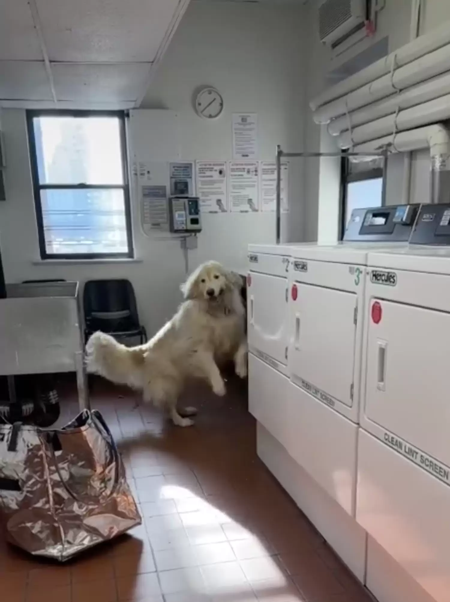 the white dog explores the laundry room