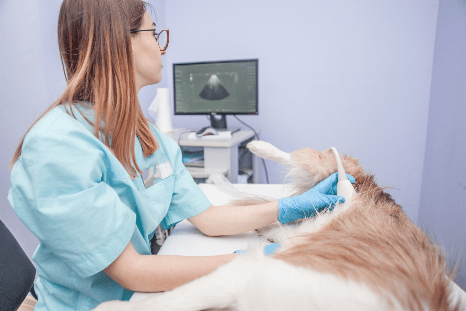 the woman examines the dog