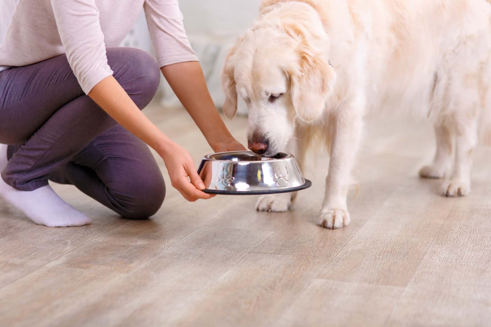 the woman gives the dog a bowl of food to eat