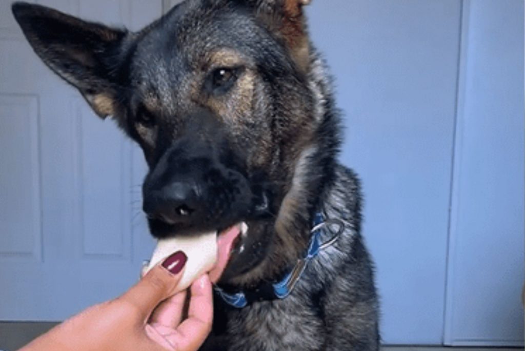 the woman gives the dog boiled chicken