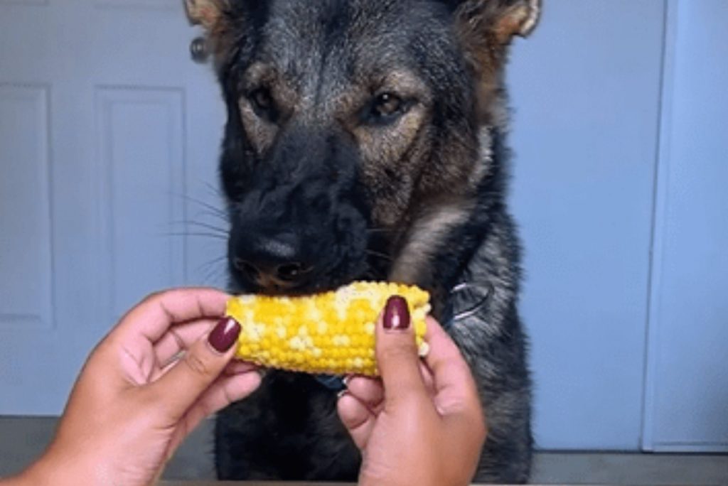 the woman gives the dog boiled corn to eat