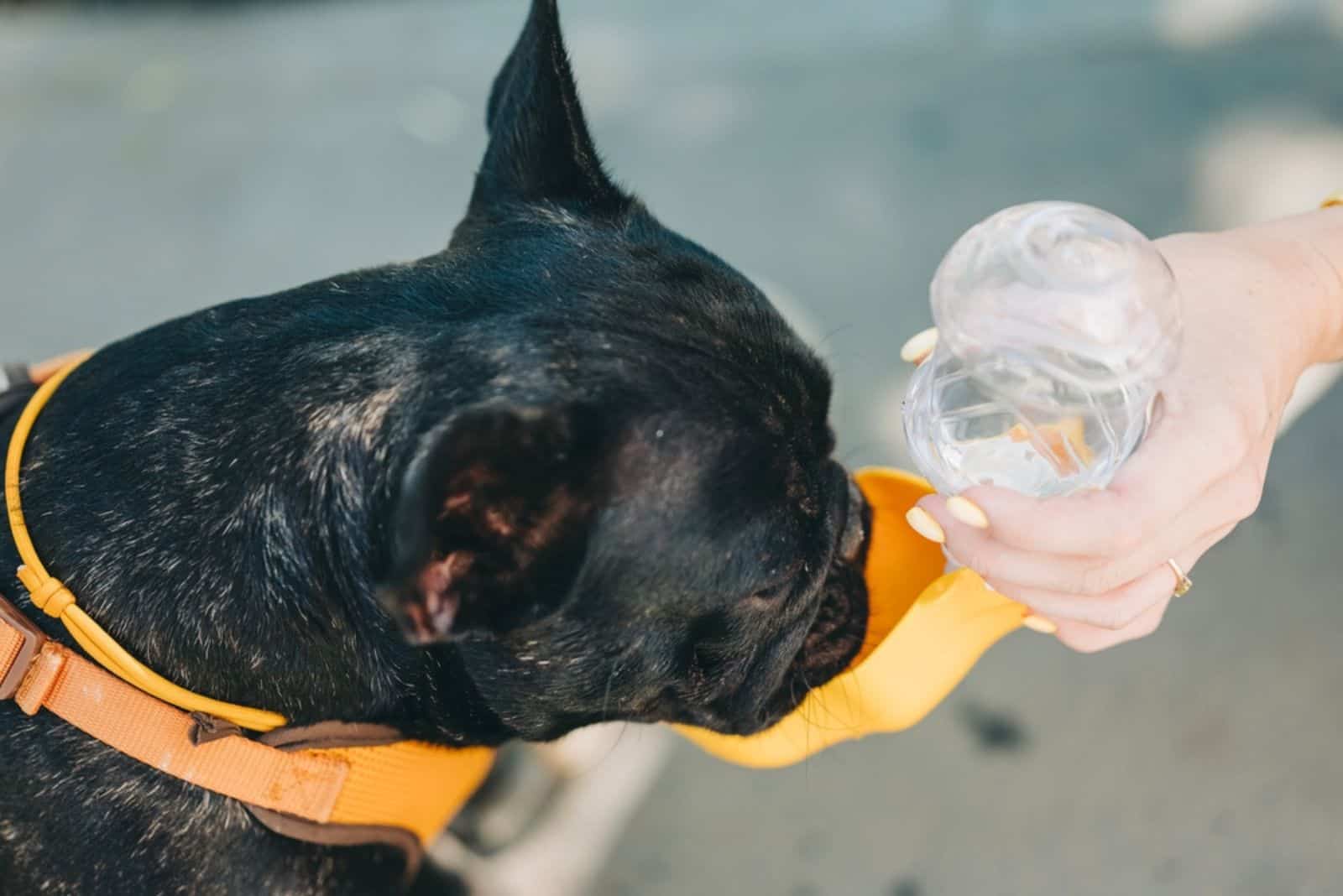 the woman gives the dog water to drink from the bowl