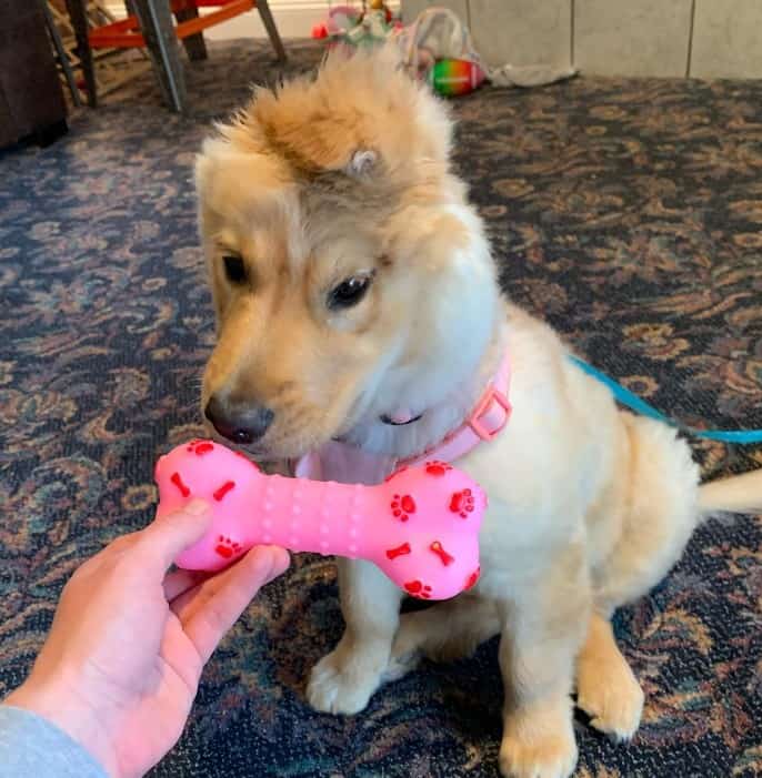 the woman gives the puppy a toy