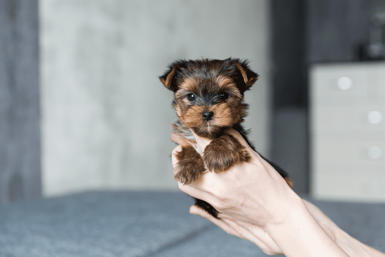 the woman is holding a Yorkie in her hands