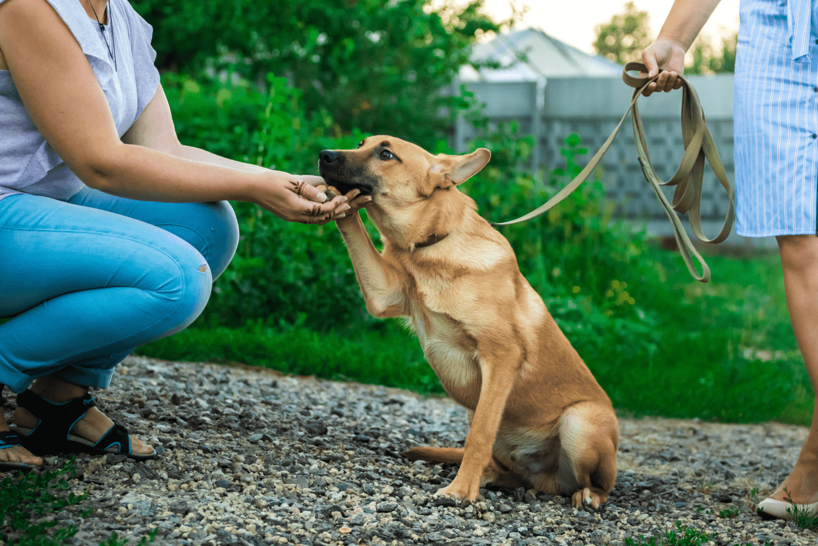 the woman looks at the dog's paw