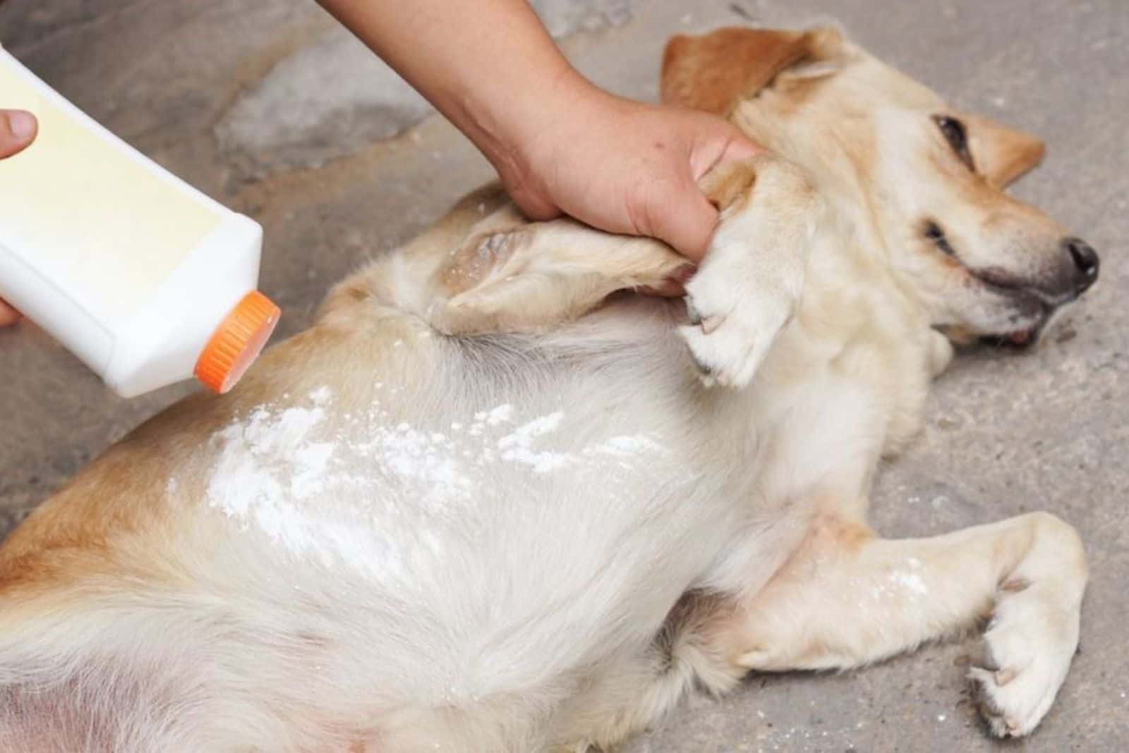 the woman puts powder on the dog