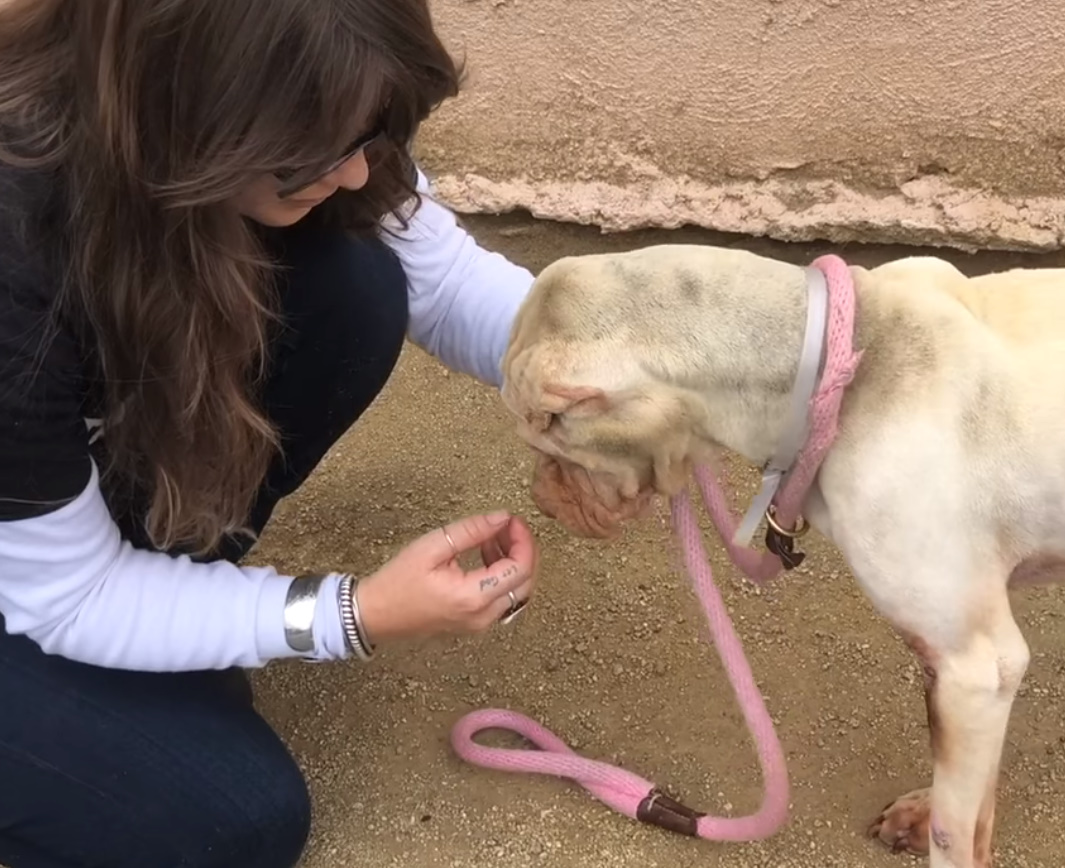 the woman squeals in front of the dog and pet him