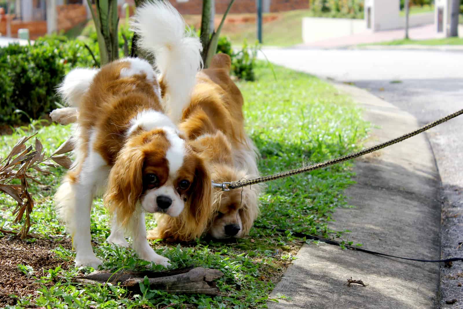 the woman took the dog for a walk to defecate