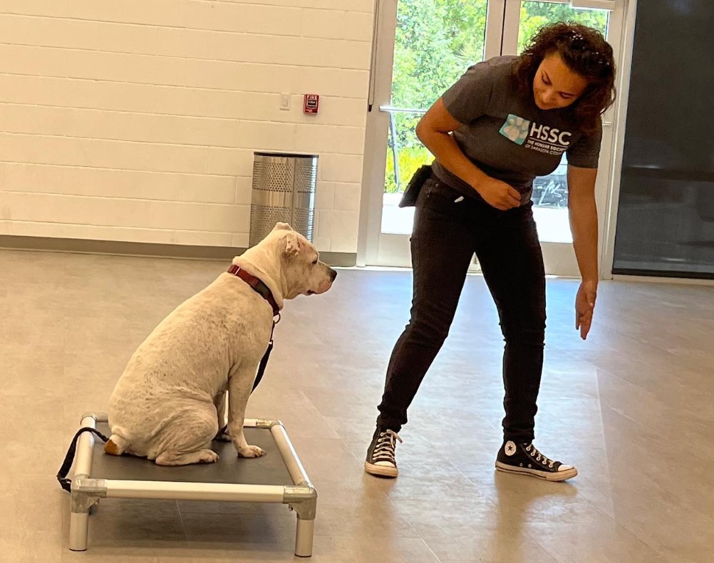 the woman trains the dog, he sits and watches