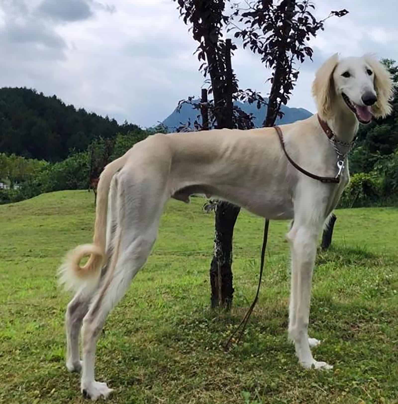 the xian hound dog standing on the lawn