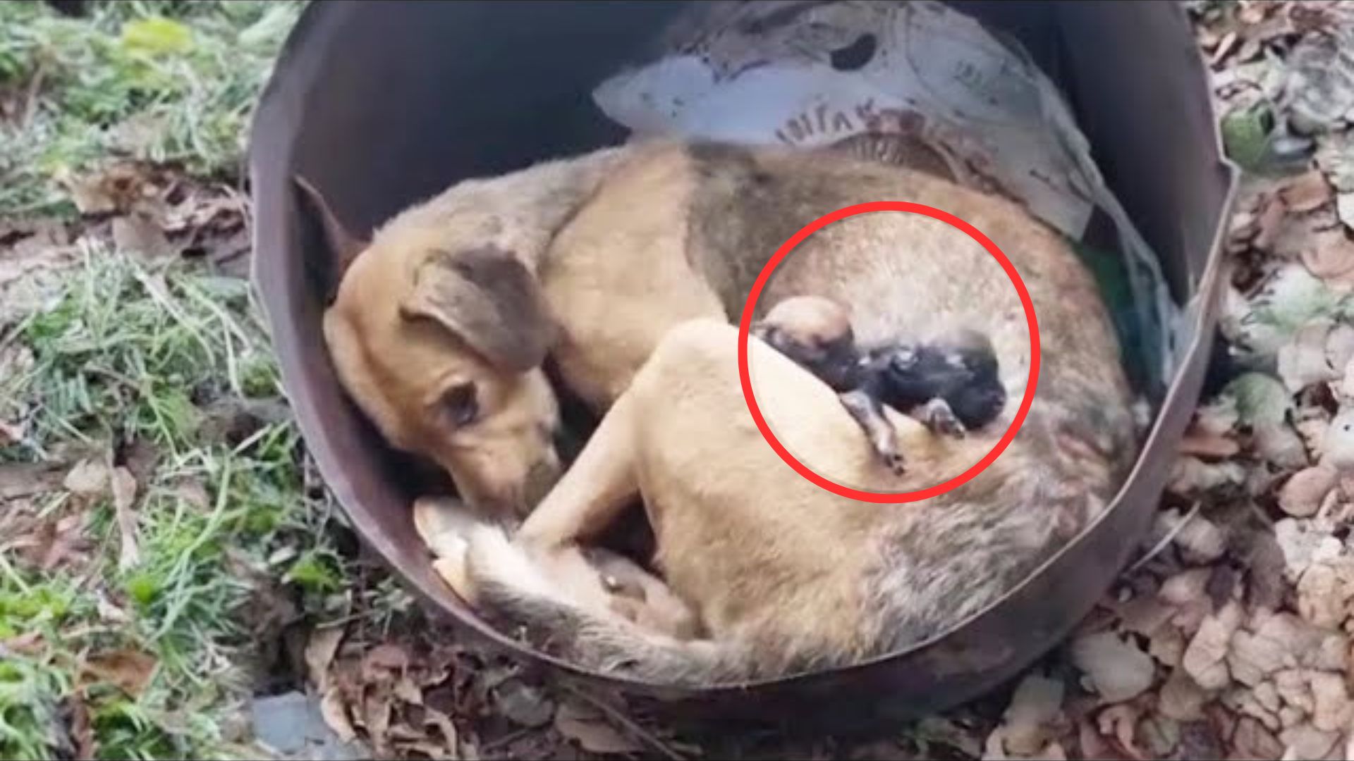 Rescuers Were Heartbroken To See This Mama Dog Crying After Her Babies Passed Away