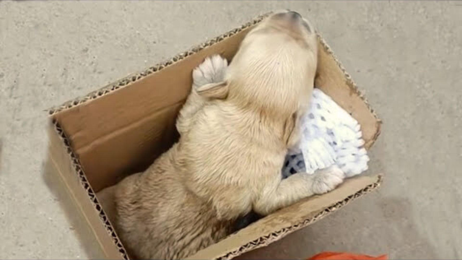 People Hear Loud Crying Coming From The Trash, What They Discover Is Absolutely Shocking