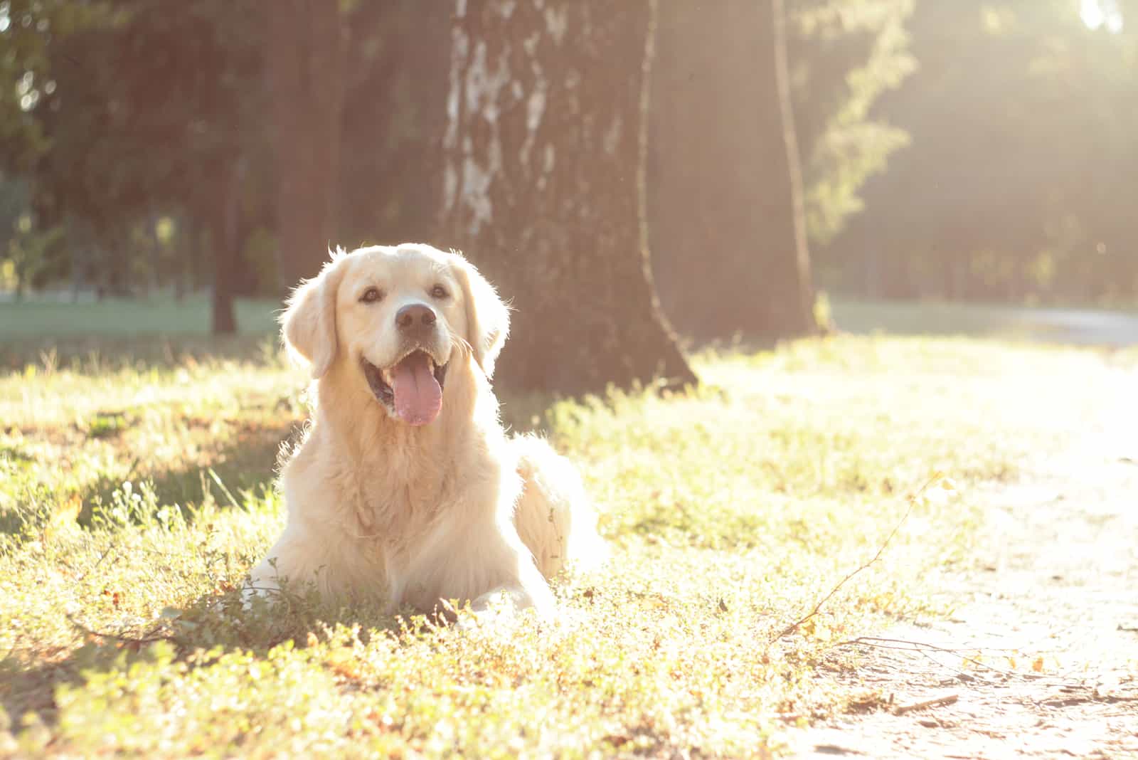 There is a beautiful golden retriever in the park