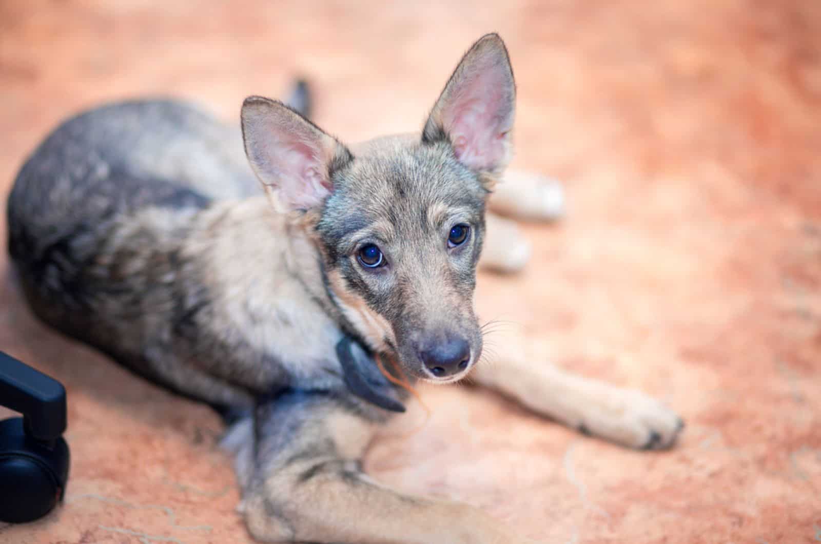 These 10 Dogs Look Like Coyotes, But Behave Nothing Like Them