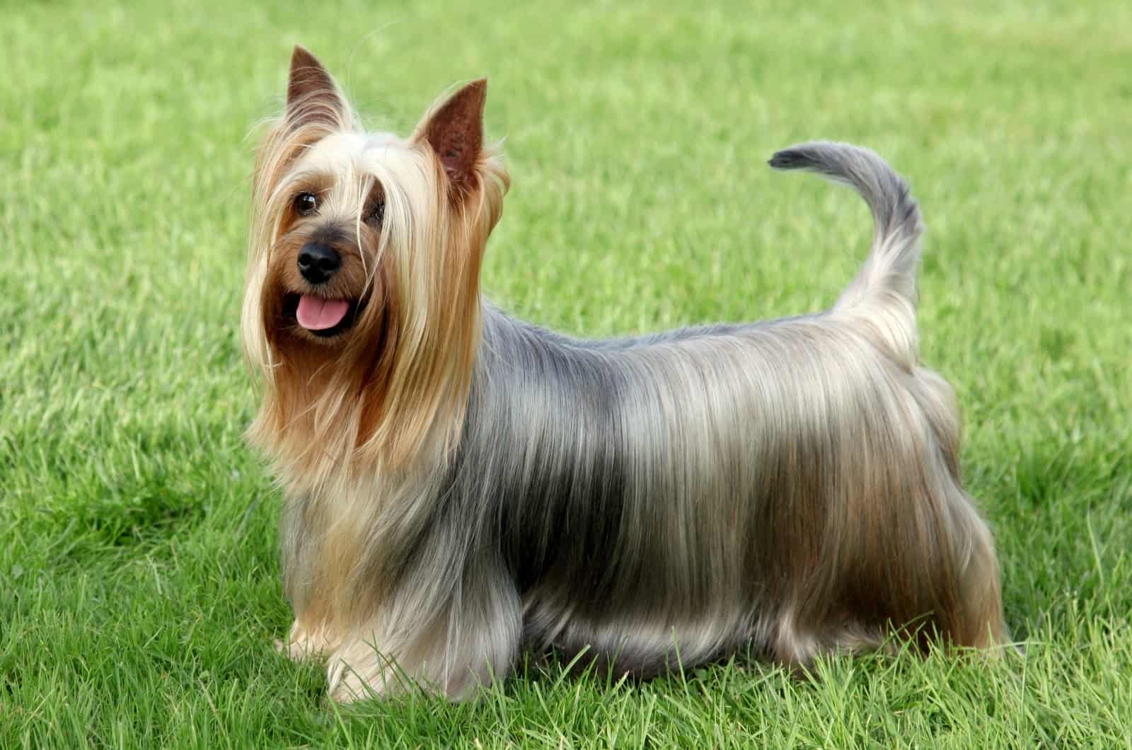 These 5 Silky Terrier Breeders Will Make You Want To Have One