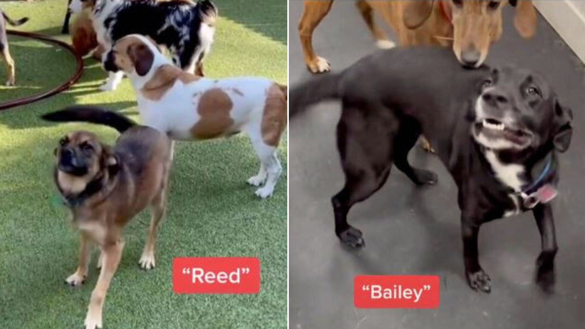 Watch These Dogs Have The Sweetest Reactions To Being Called By Their Names