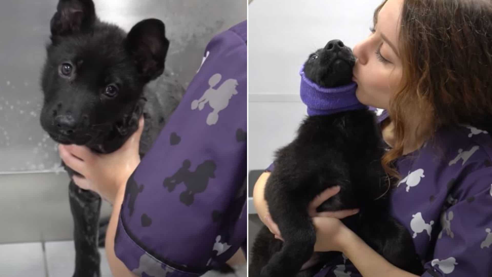 These German Shepherd Puppies Have Something To Say About Bath Time