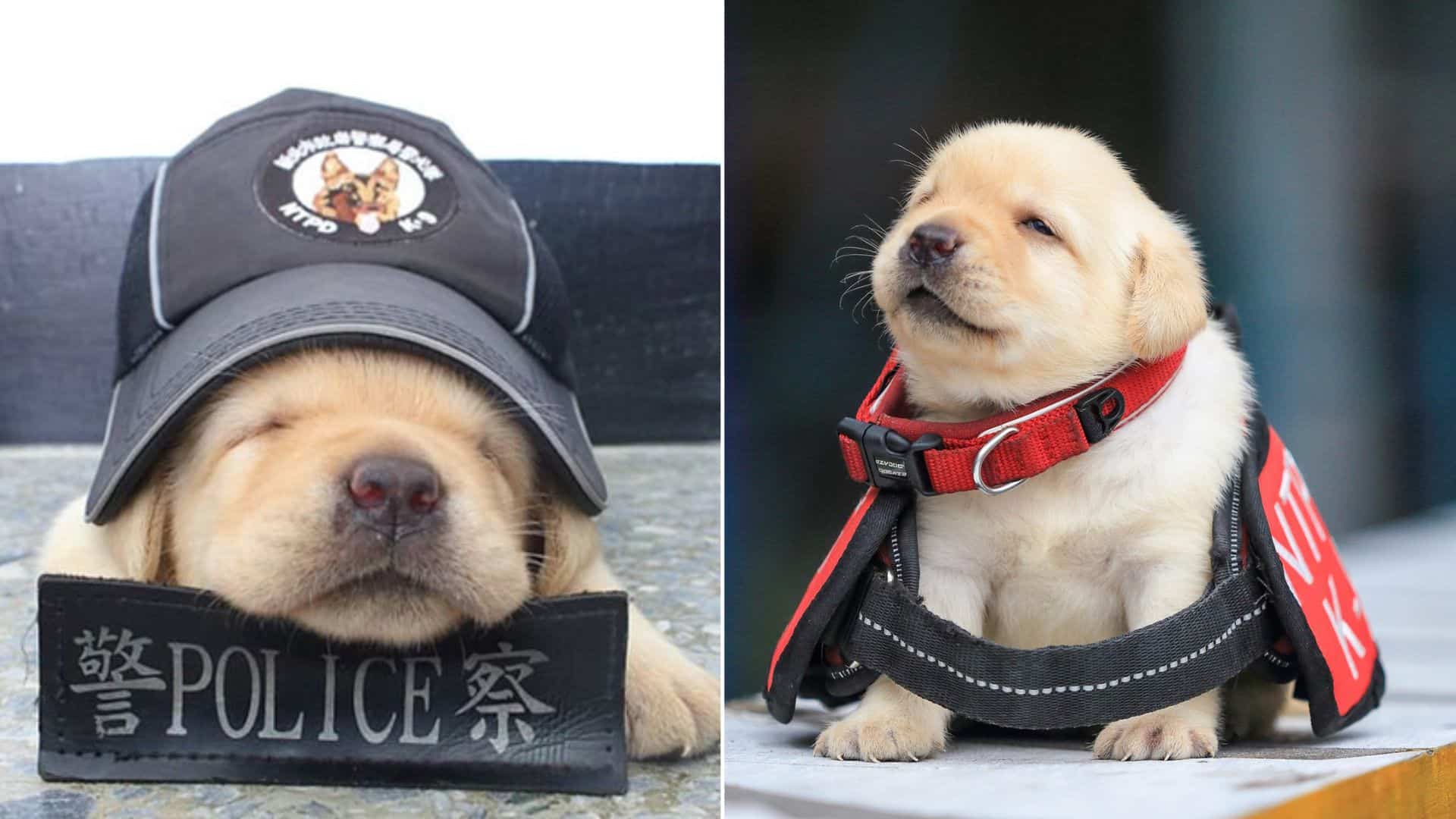 These Irresistible New K-9 Recruits Took The Internet By Storm On Their Very First Day