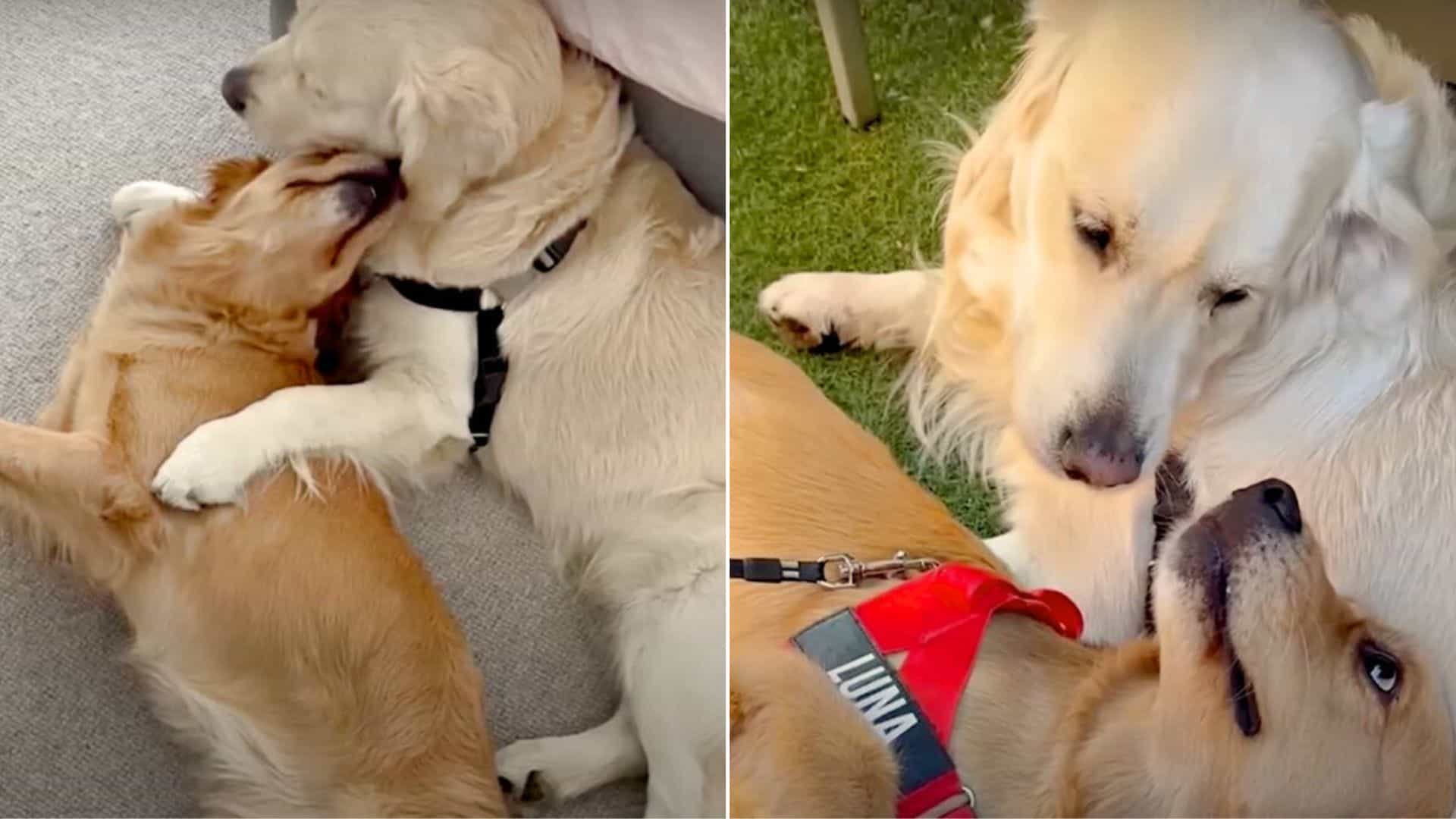 These Two Golden Retrievers Prove Love At The First Sniff Exists