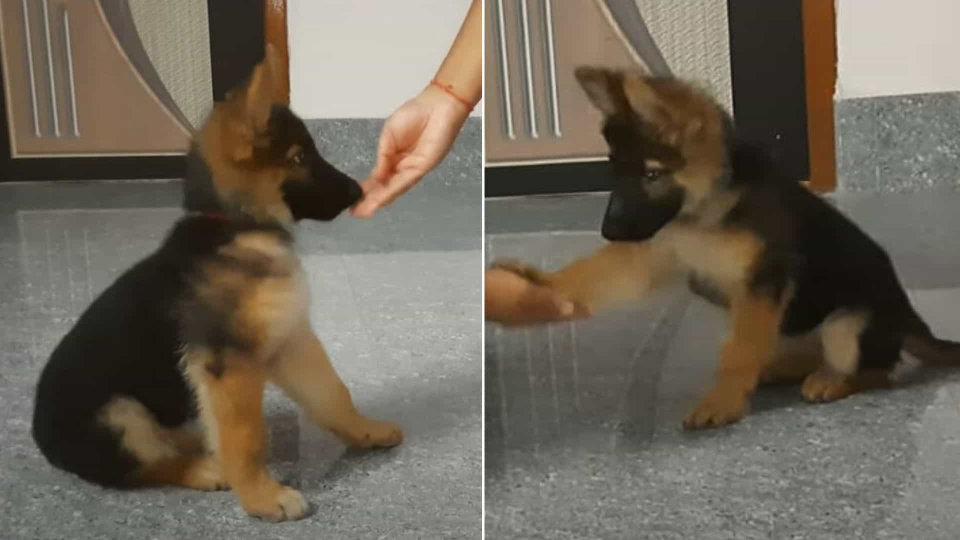 This 9-Week-Old German Shepherd Puppy Is Mastering Her Obedience Skills