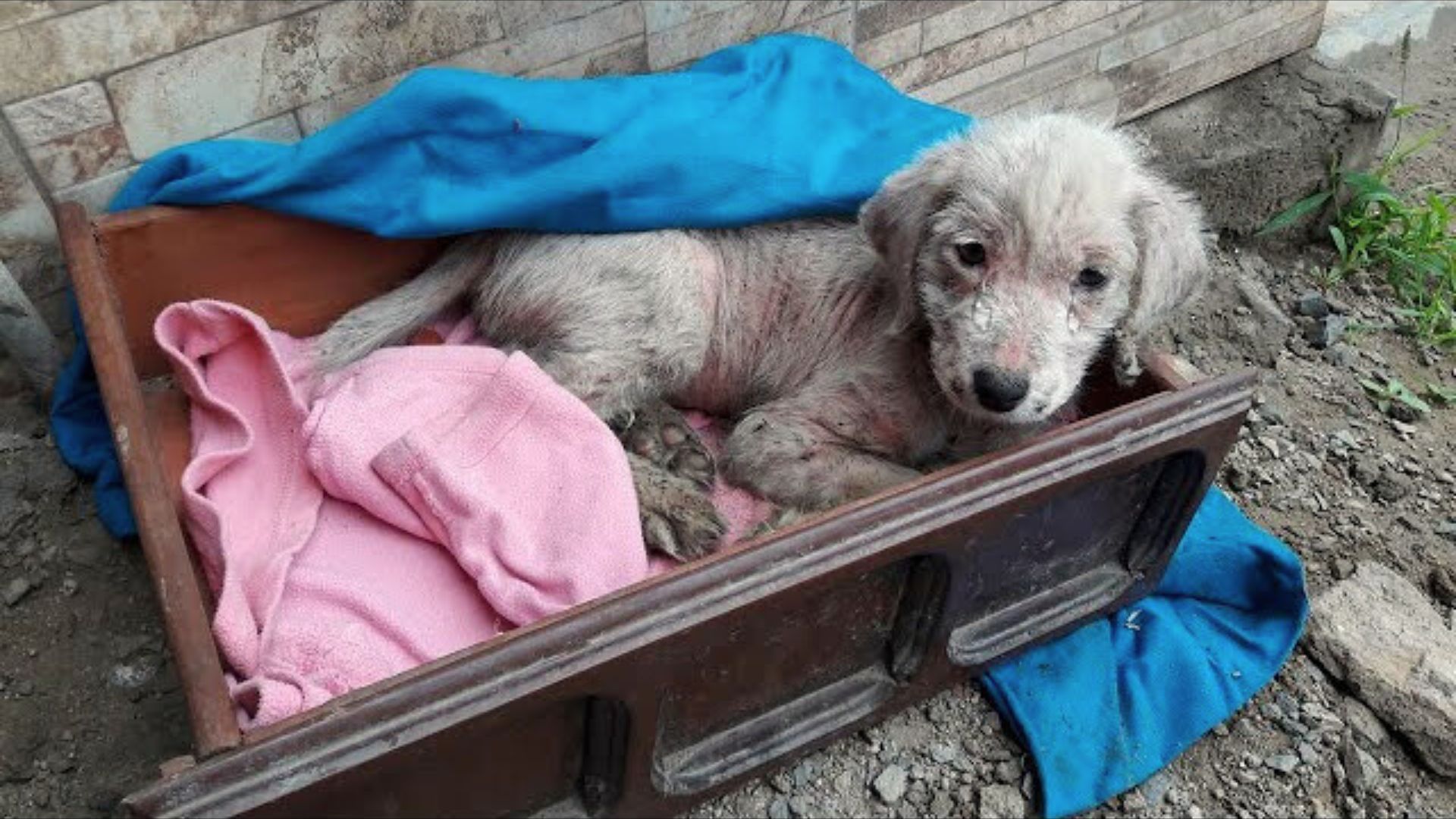 This Abandoned Puppy Was Freezing In The Cold Weather For 3 Days Before Being Rescued