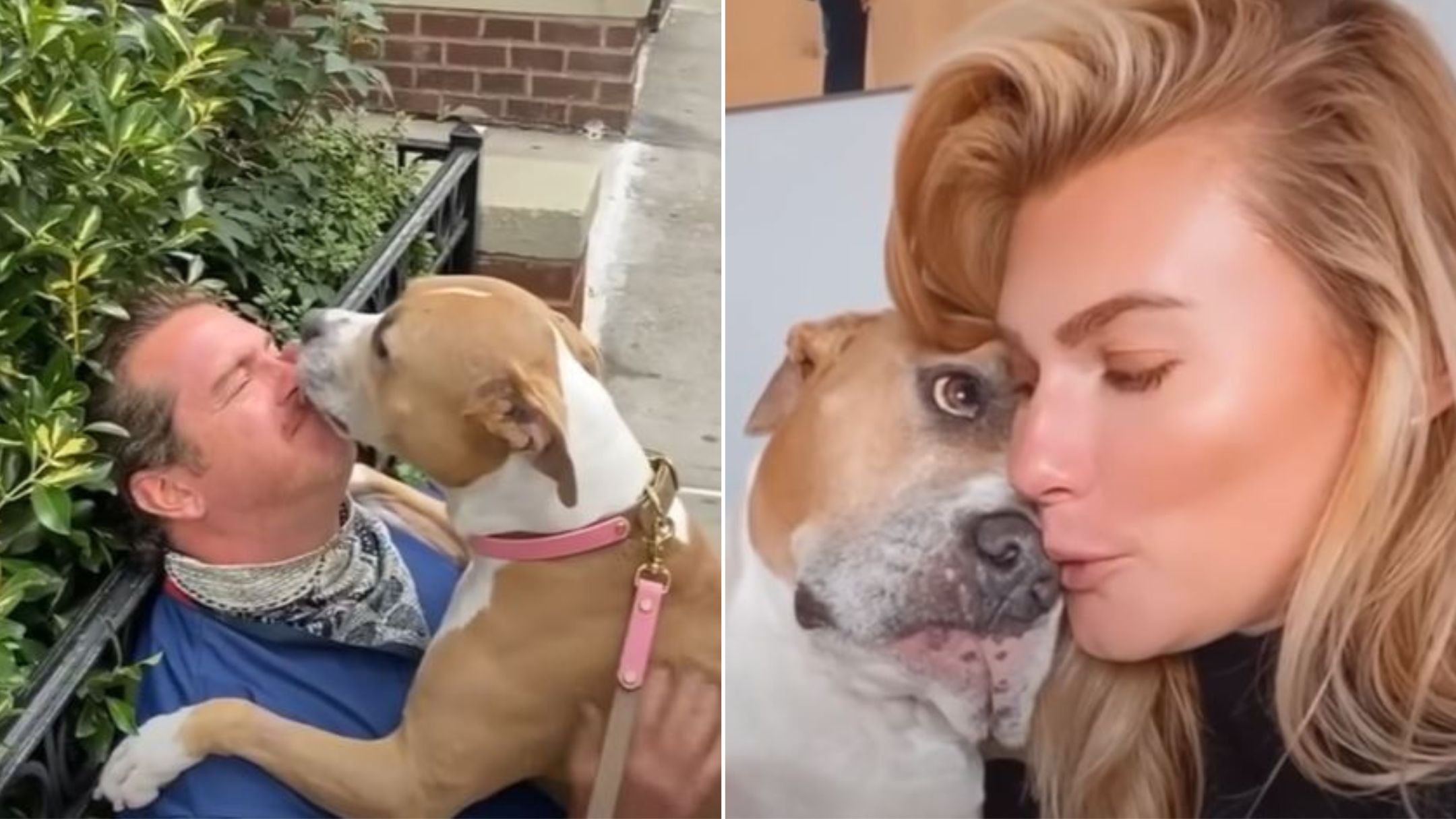 This American Bully Is The World’s Most Affectionate Hug-Bug