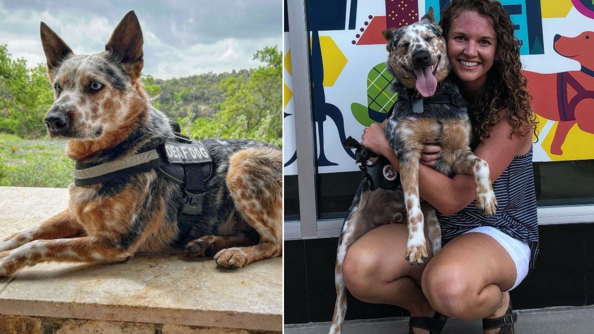 This Deaf Woman And Her Hearing-Impaired Dog Are Just Perfect For Each Other