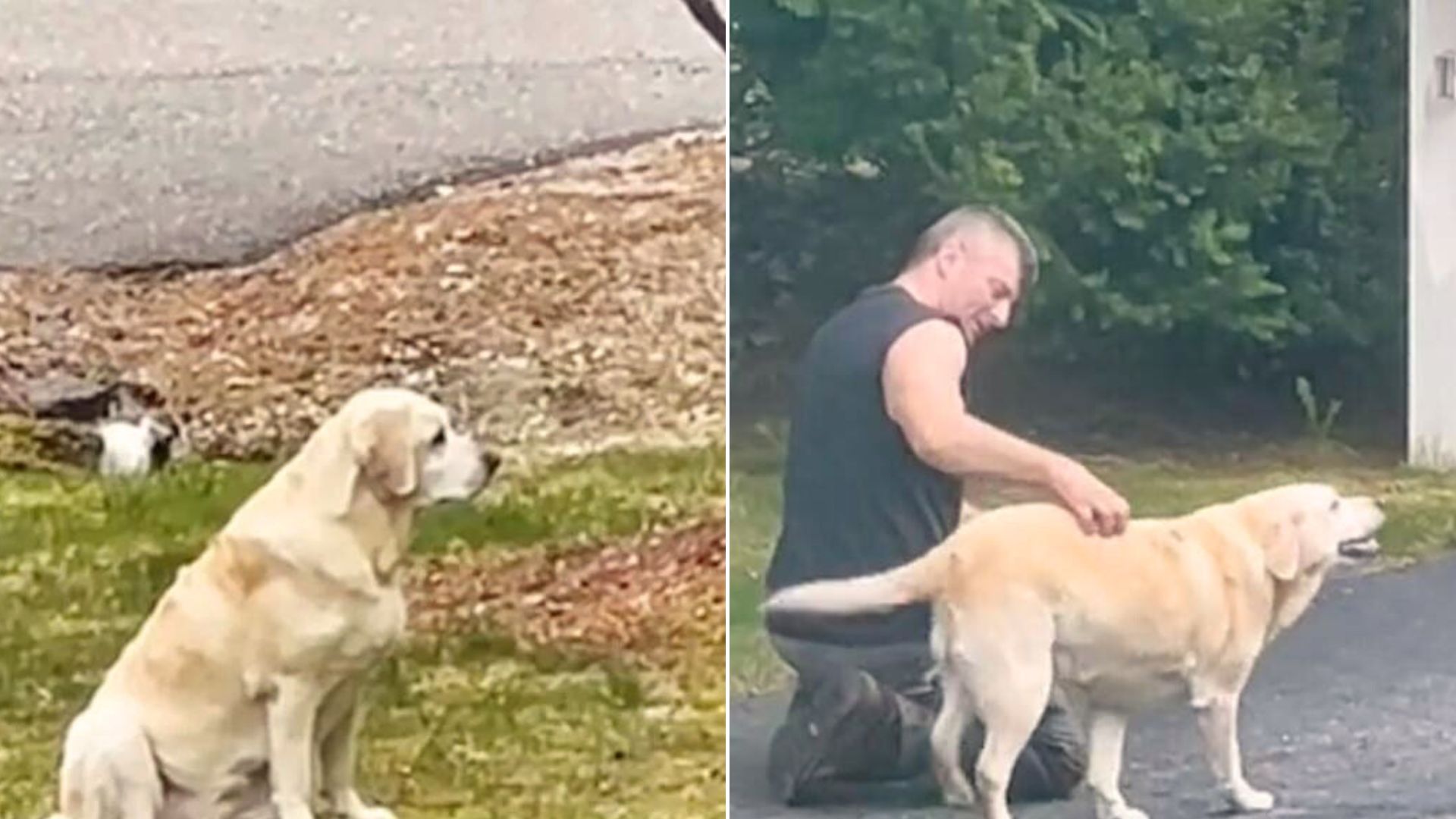 This Labrador Girl Has Found A New Favorite Person In The World