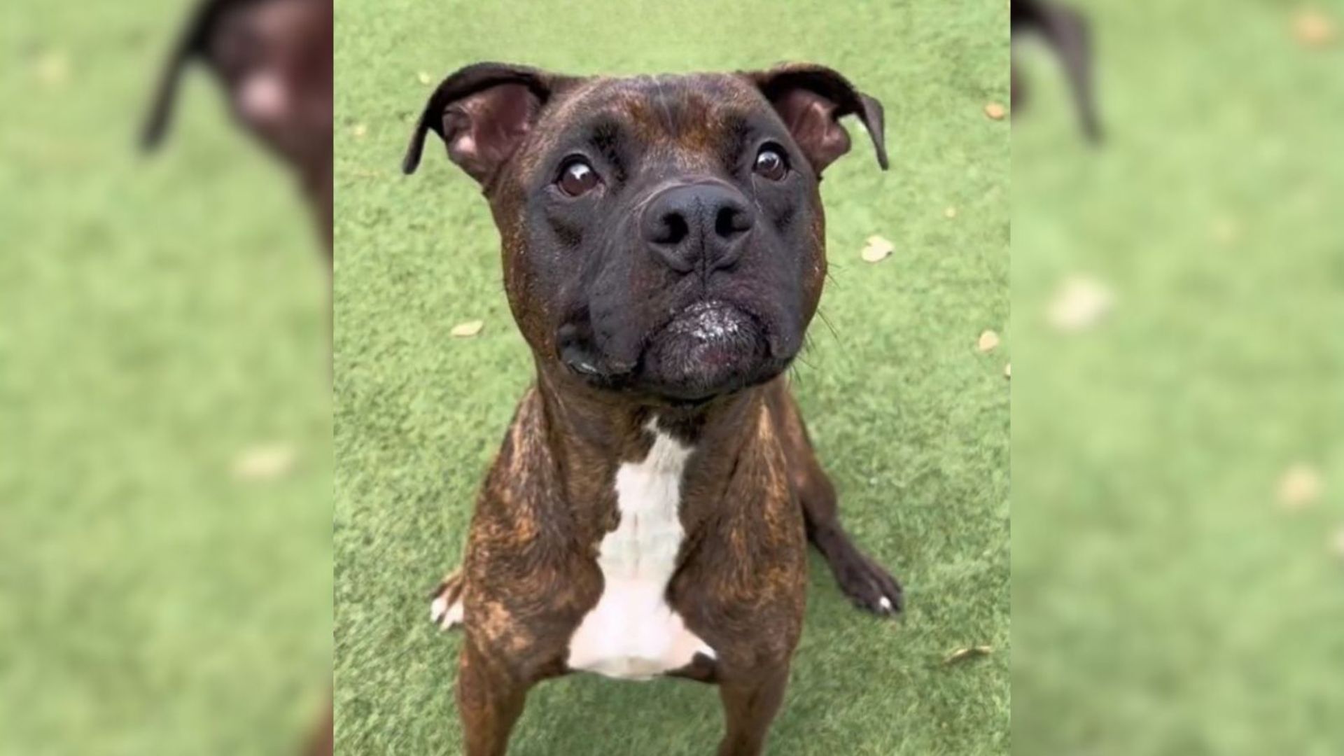 Heartbroken Pittie Finds Himself In Shelter After His Owner Loses Home