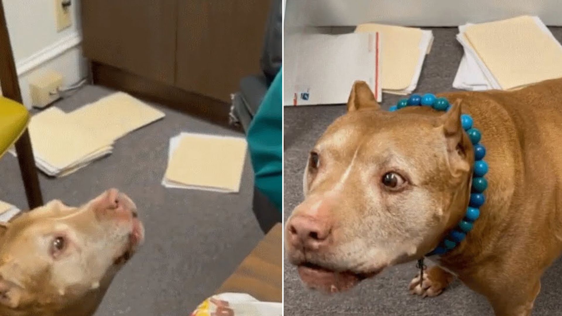 This Sweet Dog Was Yelling At Her Owner’s Boss And It Is Just Hilarious