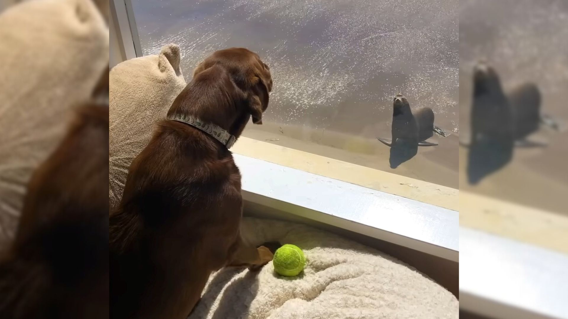 This Doggo Has A Best Friend Who Comes Out Of The Ocean Every Day To Play