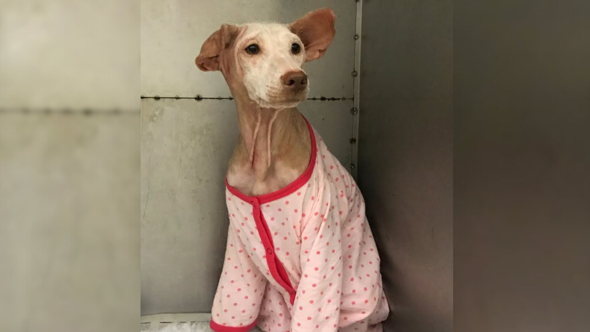 Hairless Dog Embarks On A Transformative Journey And Becomes A Brand New Pup