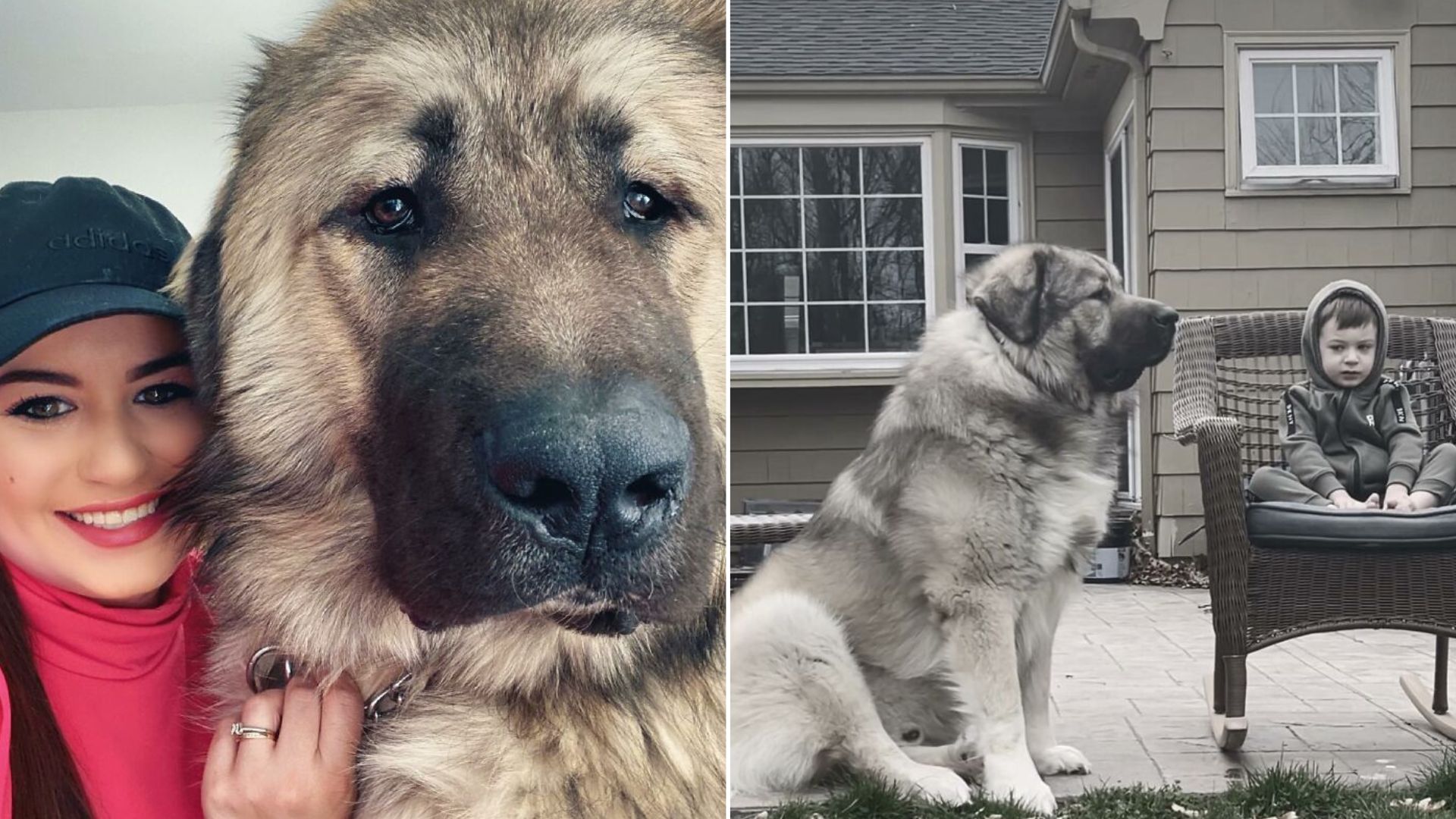 This Family Shared A Story On Their Life With A Giant Caucasian Mountain Dog