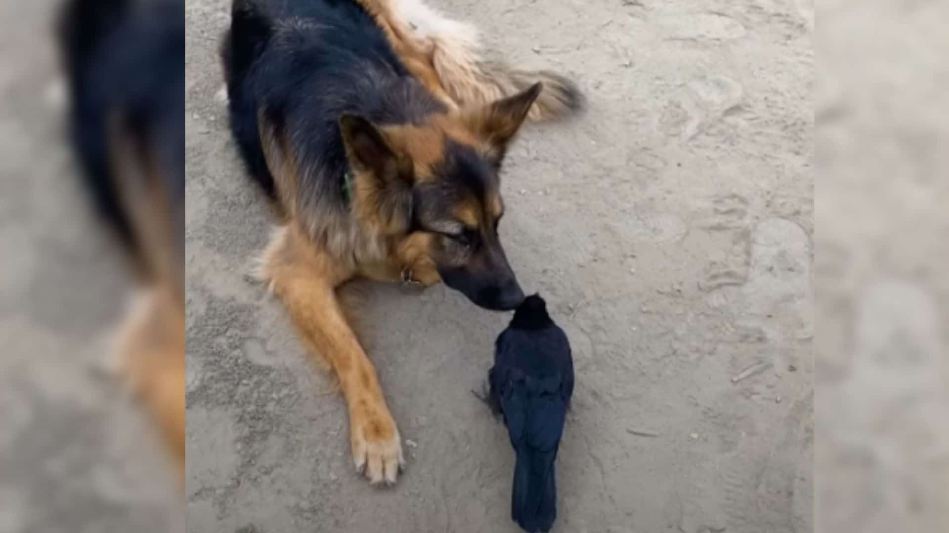 Cute German Shepherd And A Crow Become The Best Friends In The World