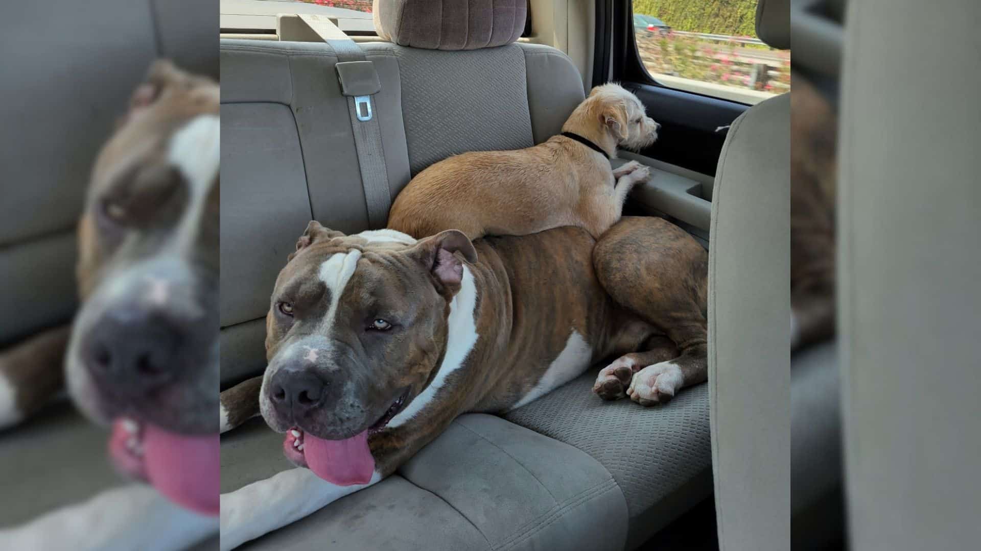 This Giant Pitbull Was Overlooked In A Shelter Due To His Size