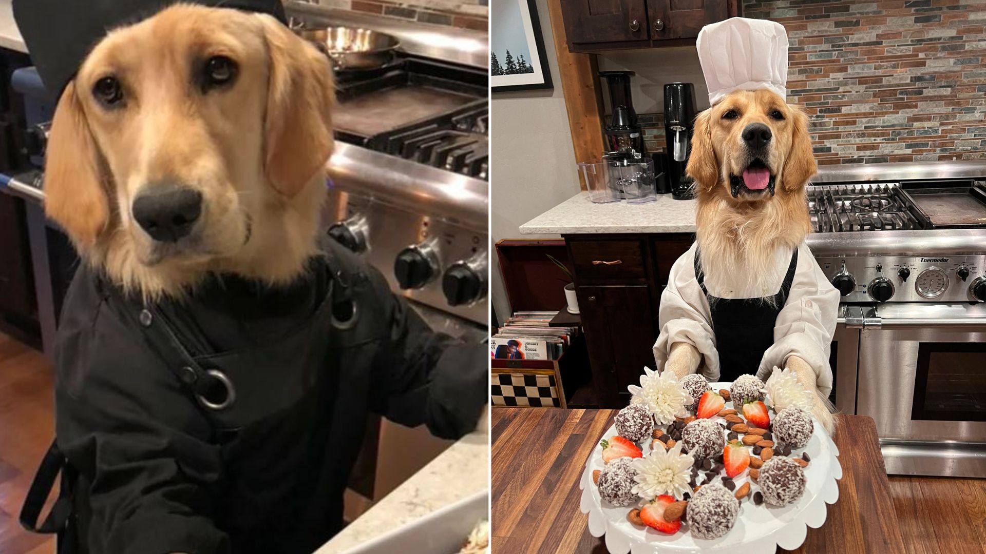 Golden Retriever Who Has ‘Cooked’ More Than 400 Meals Will Leave You In Awe