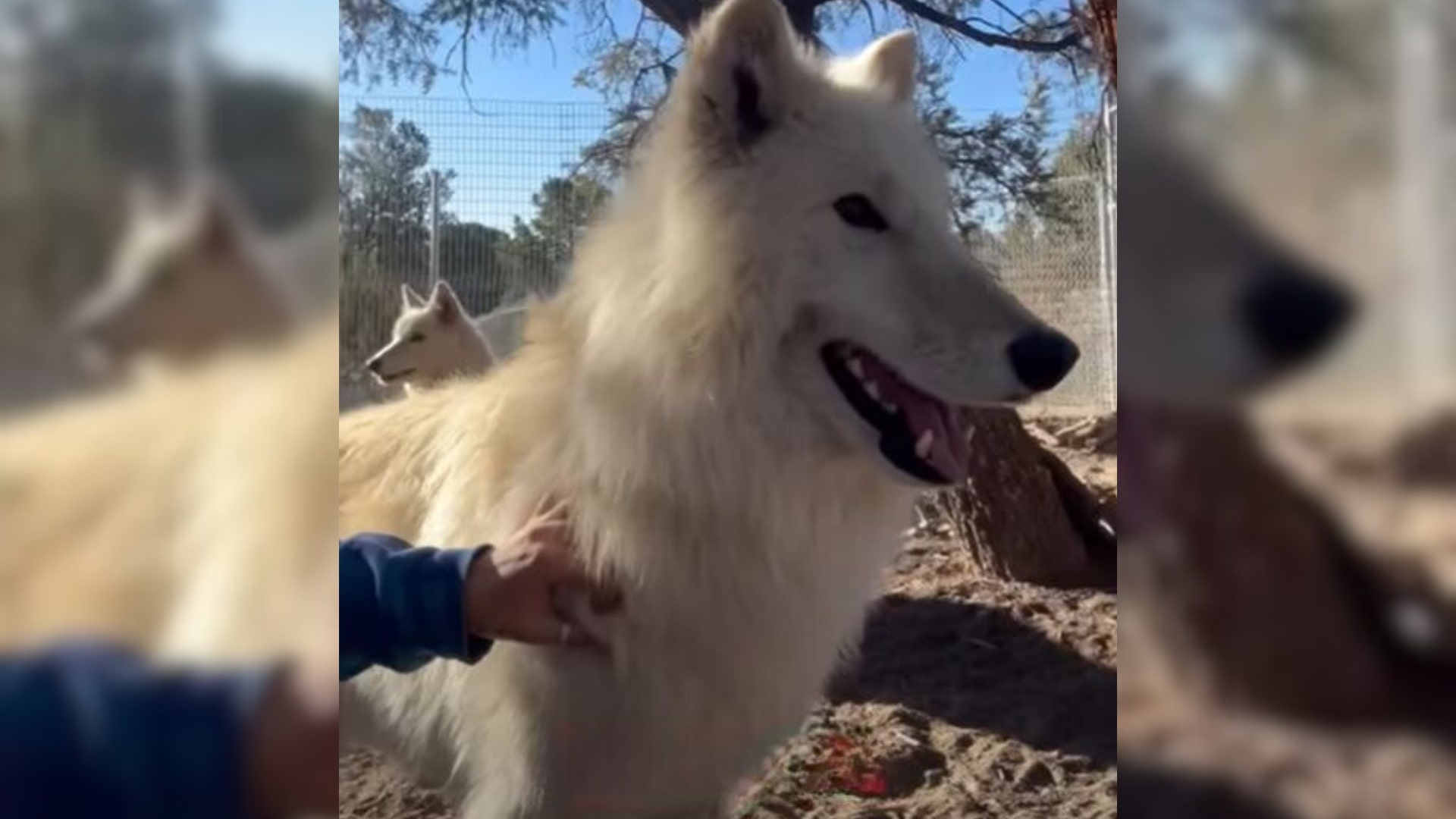 Shelter Dogs Brought From Pennsylvania Were Almost Euthanized Because Of Their Breed