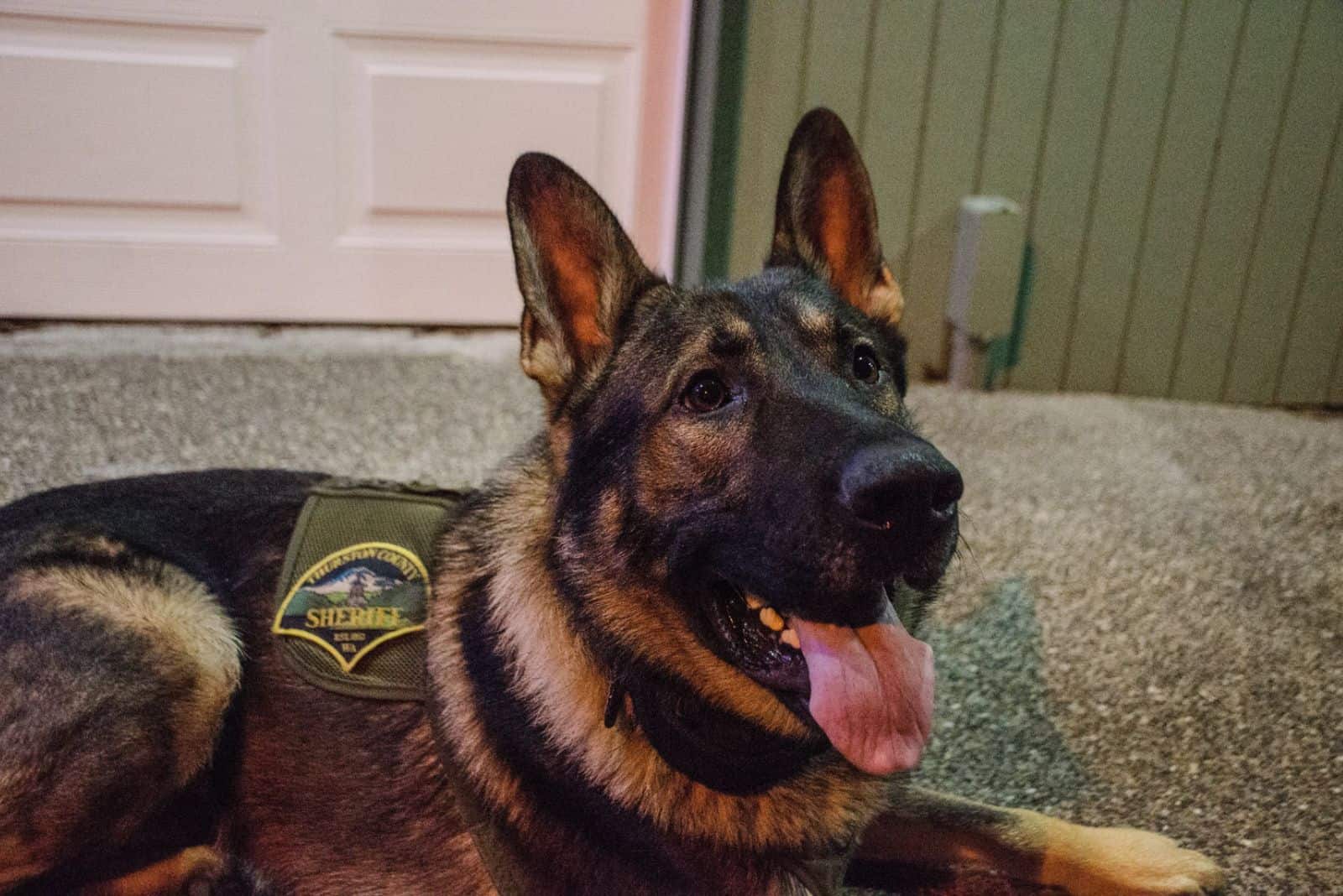 Arlo, The Heroic K9 German Shepherd, Was Shot During A Police Action 