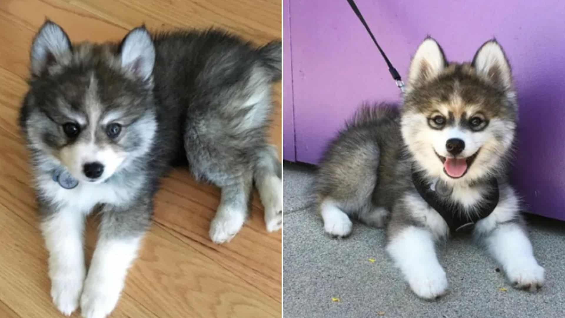 This Sweet Pomeranian Husky Mix Will Make Your Day