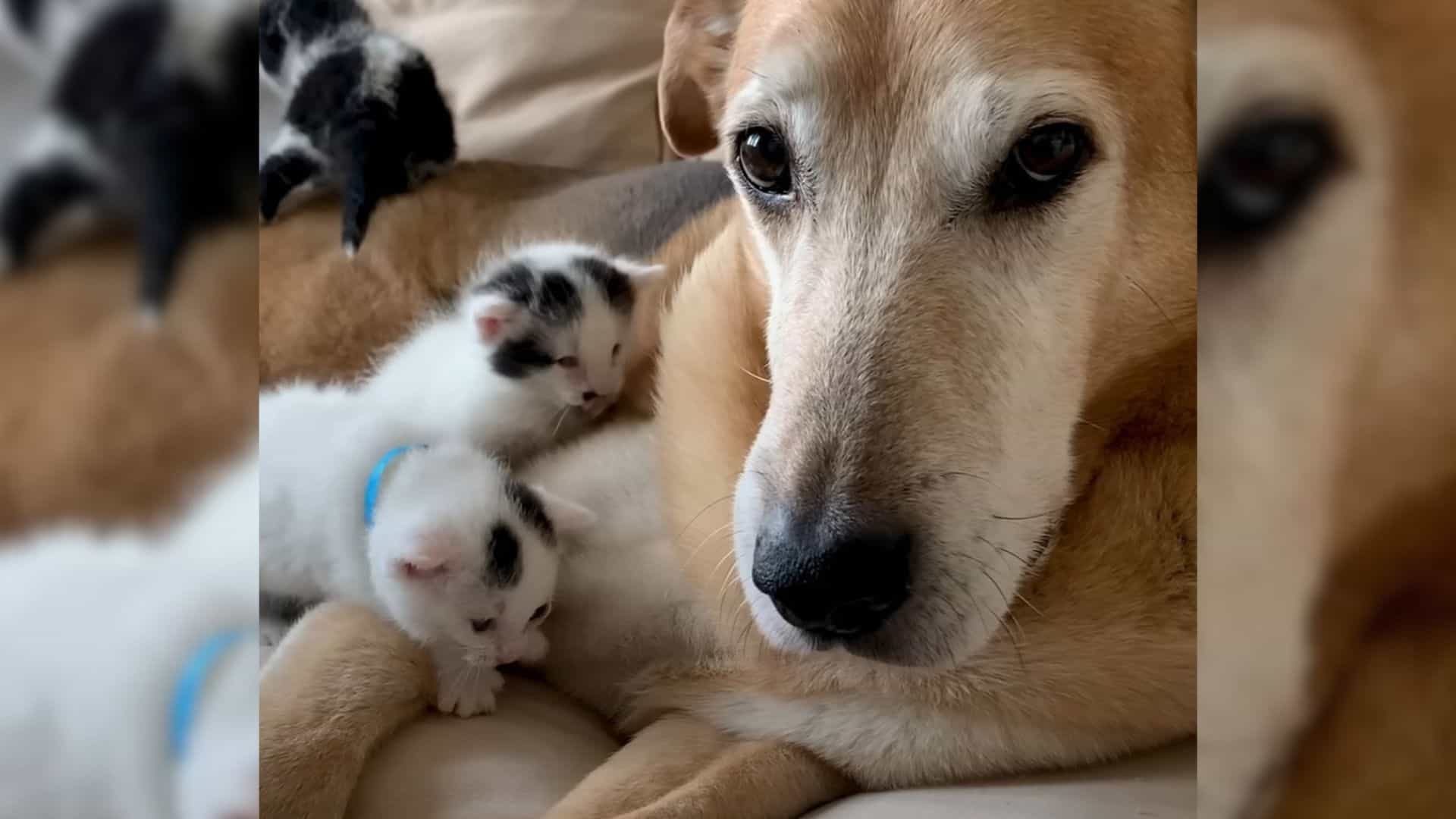 This Is Raylan, And He Babysits Blind Kittens For Free