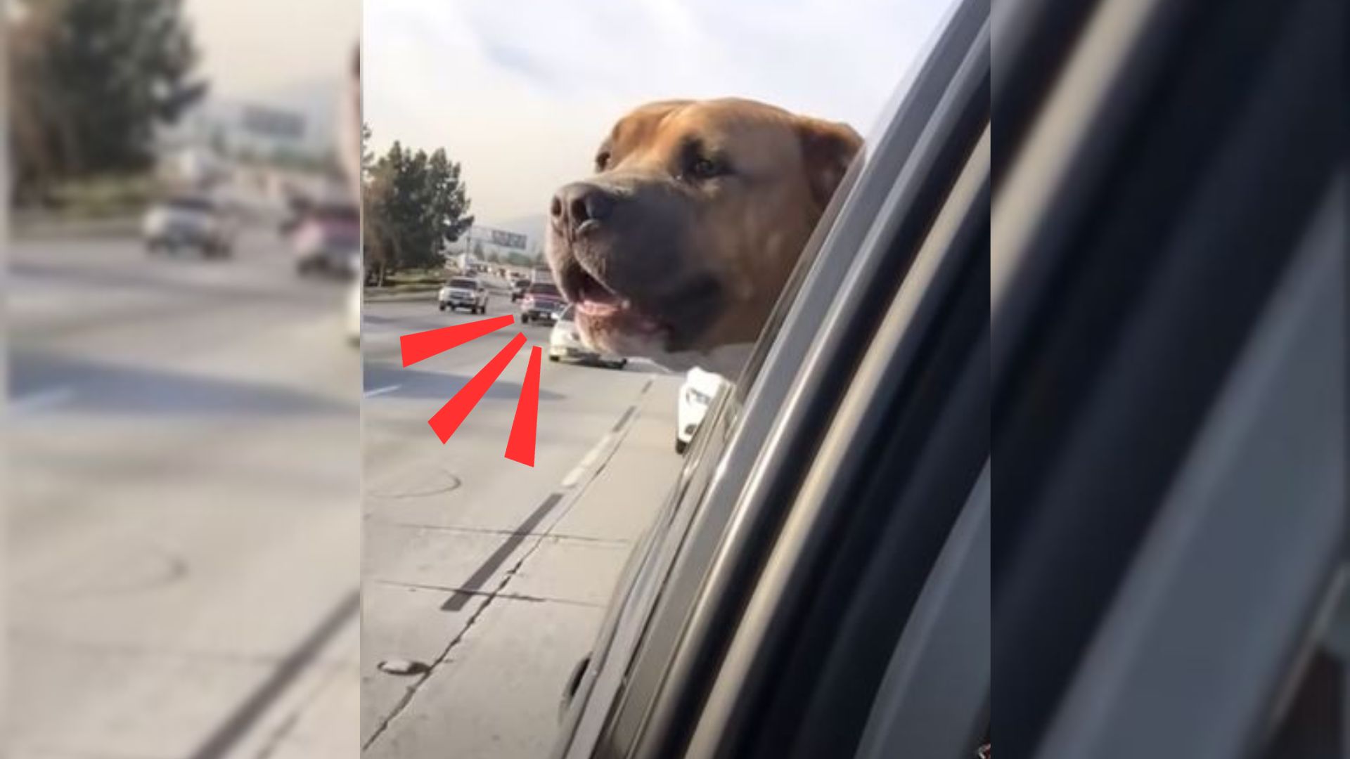 This Lovable Dog Screams Like A Person When He’s Happy