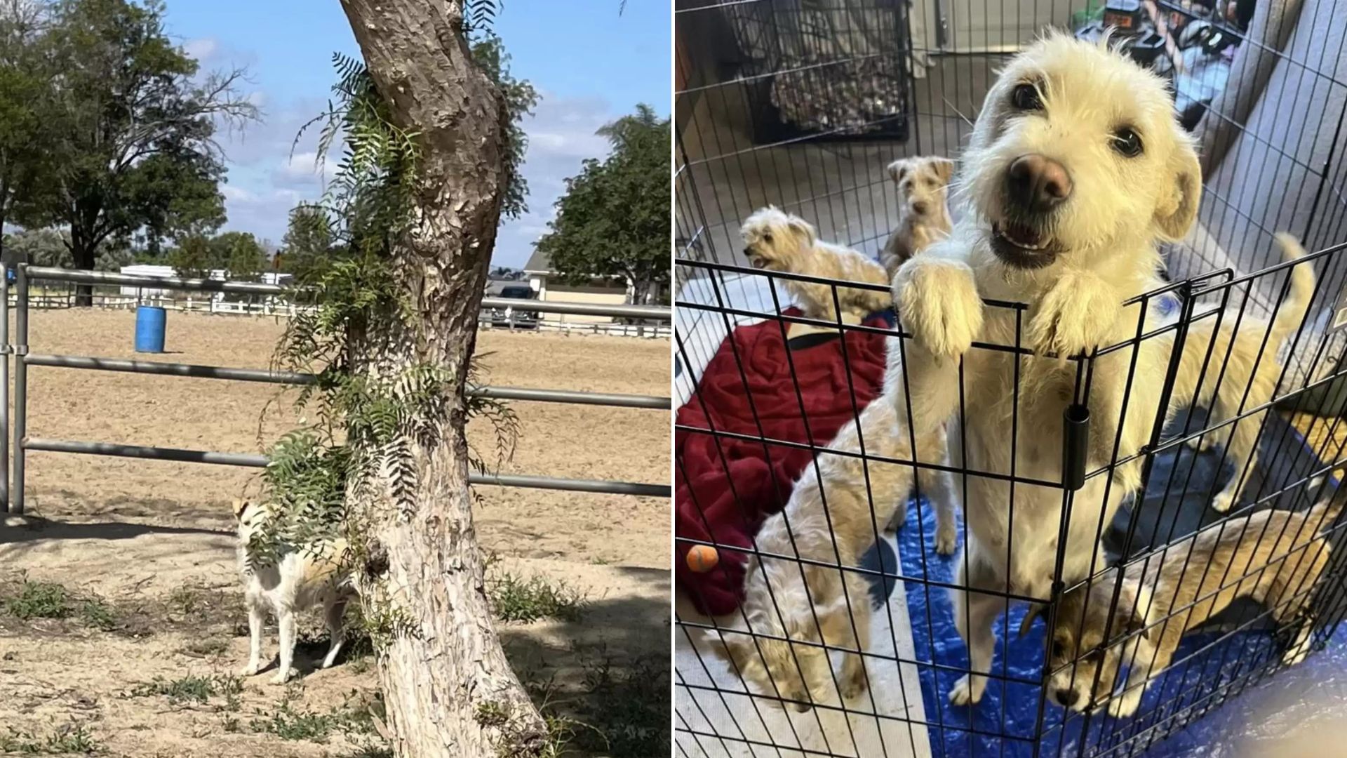 This Mom Dog Is Overjoyed To Reunite With Her Babies After Escaping A House Fire