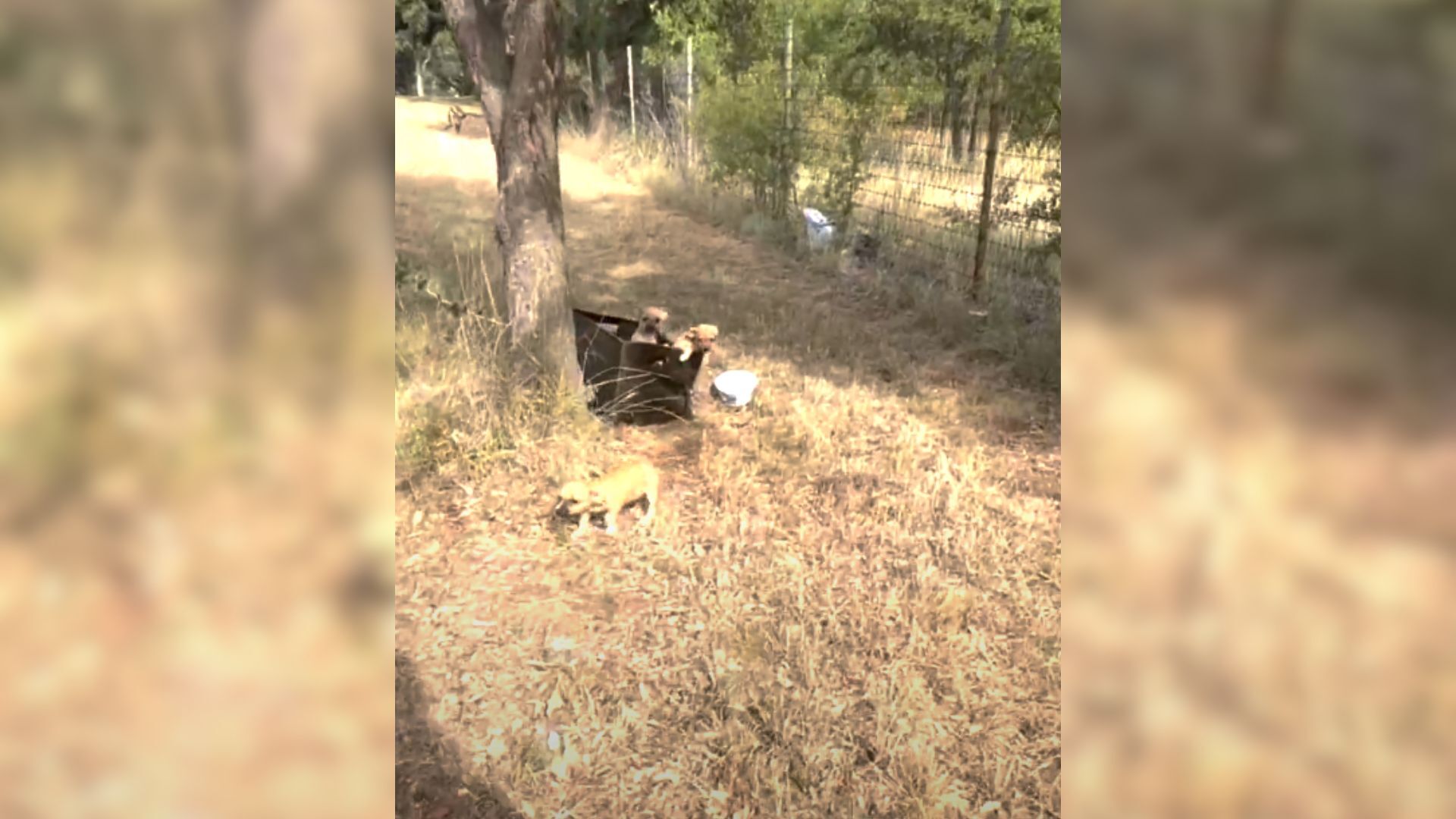 Woman Couldn’t Believe Her Eyes When She Found A Litter Of Puppies Abandoned In A Box