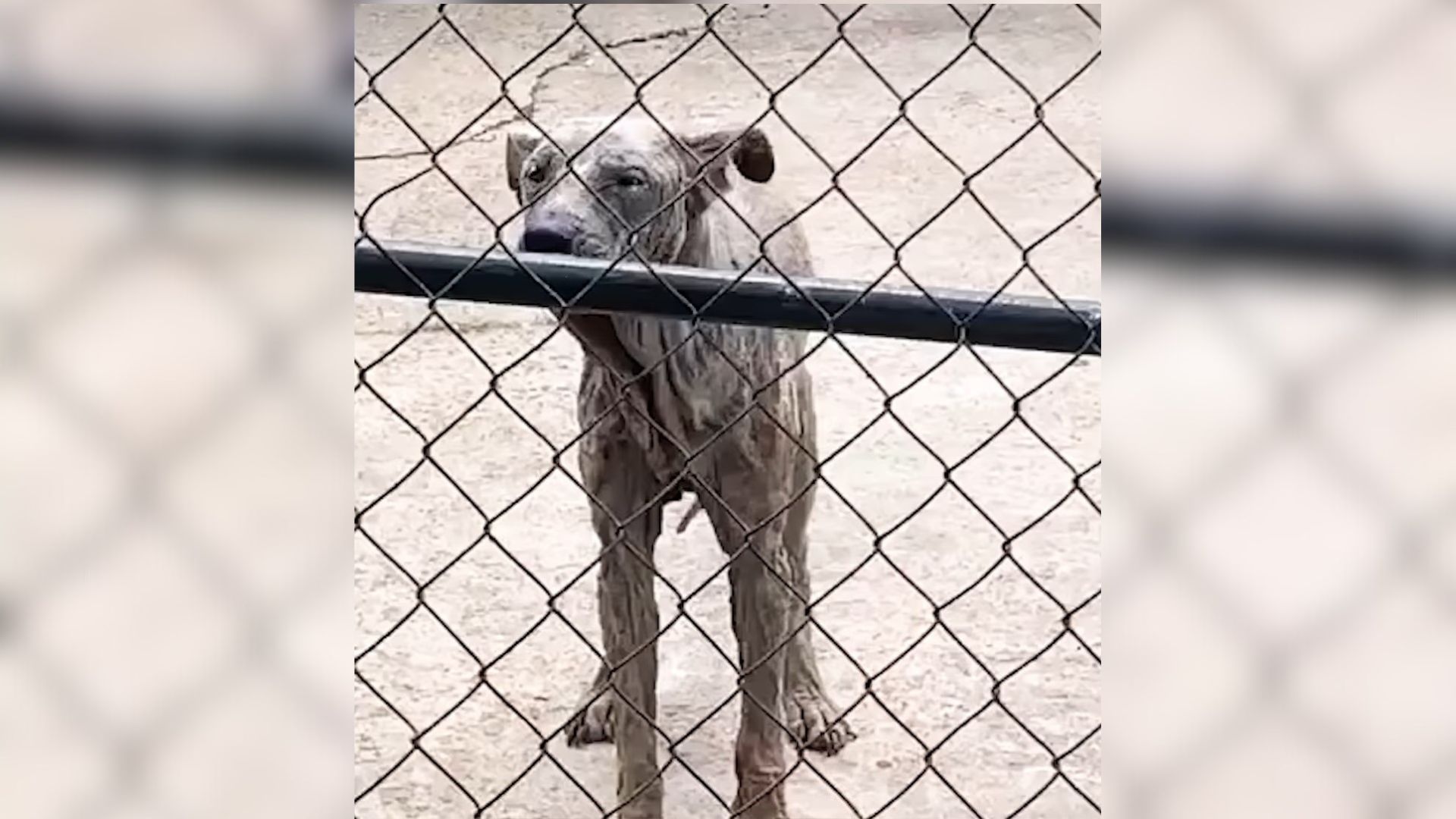 Rescuers Were Stunned When They Learned This Dog Spent 6 Years Of His Life On A Chain