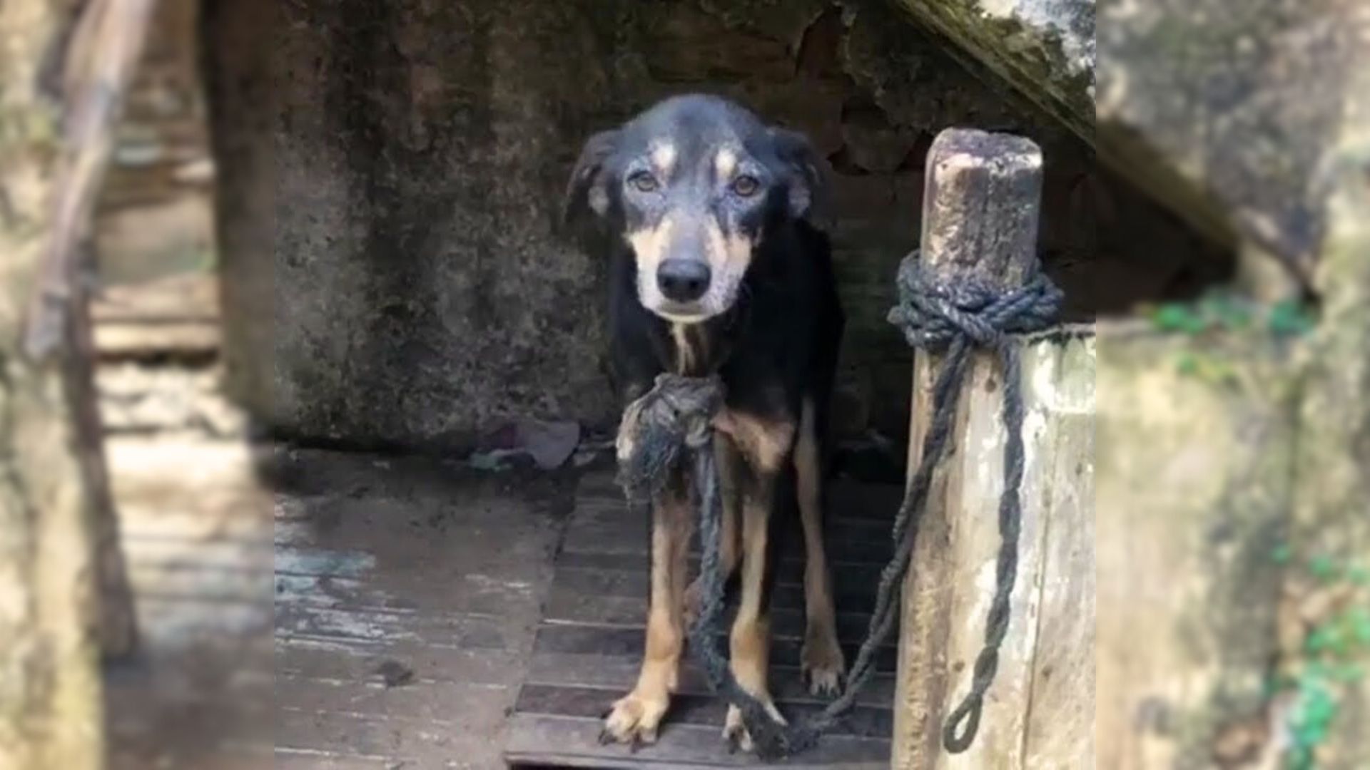 This Poor Dog Was Tied To A Chain For 7 Years Before Finally Being Rescued