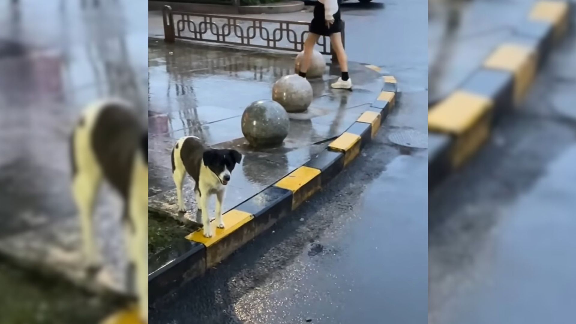 Pregnant Dog Standing In Front Of A Restaurant Was Begging For Help But Everyone Ignored Her